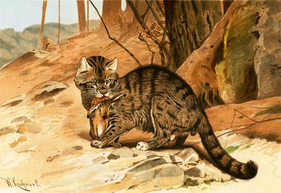 Wilde Katze von Wilhelm Kuhnert